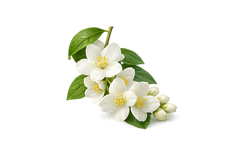 Jasmine