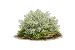 Oakmoss